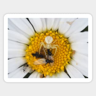 Tiny crab spider (likely male Misumena vatia) with lots of prey Sticker